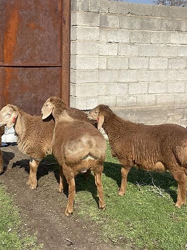 Баран, овца: Продаю | Овца (самка) | Для разведения | Матка — 14