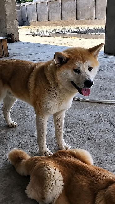 qurd basar iti: Akita-inu, Peyvəndli — 2