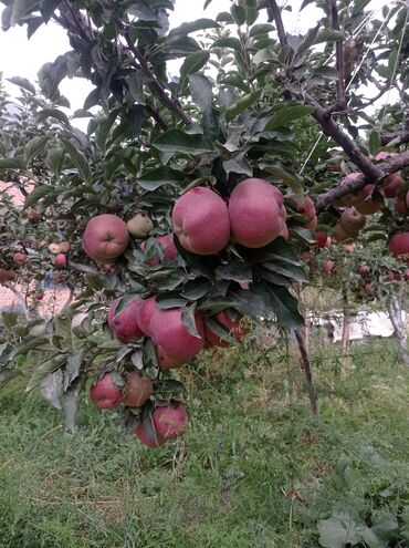 угол оптом: Алмалар