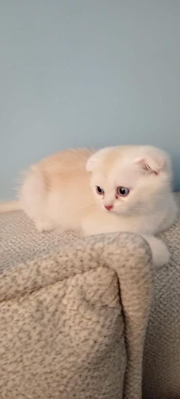 Кошки: Шотландская вислоухая, Самец — 5