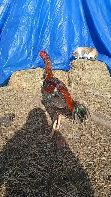 Xoruzlar: Satılır tecılı pul lazımdır deyə anacaq mamiz vurur xoruz 8ayligdi — 2