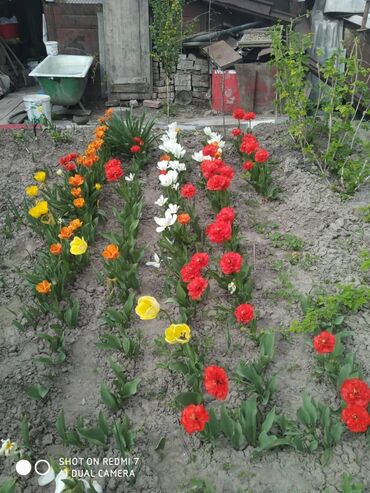 Цветы: Семена и саженцы Тюльпанов, Самовывоз