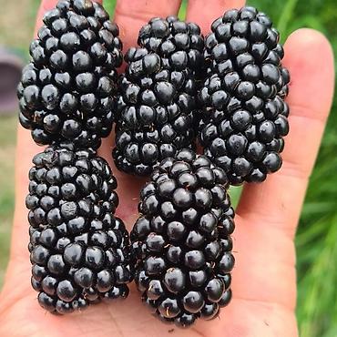 Tinglər: Tinglər -da lalafo.az — 8 Tinglər: Tinglər — 8