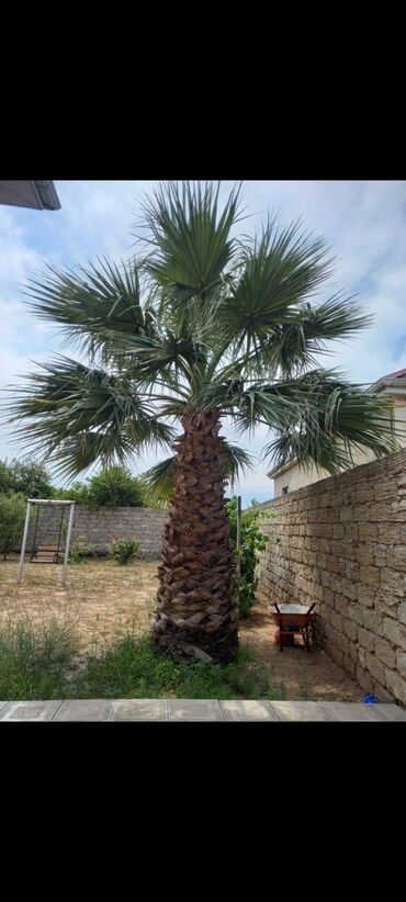 Ağaclar: Vaşinqton palma ağacları bütün ölçülər mövcuddur. 100 fayiz zemanet — 4