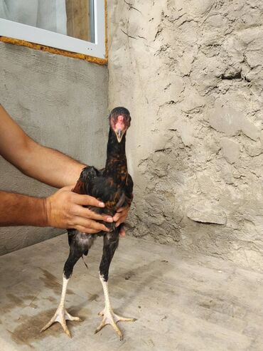 Inəklər, öküzlər: Heyrati beçə 5ayliq temiz qan heyvandir