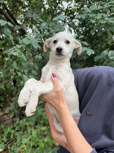 Отдам даром собаку: Собака даром: Дворняжка, 4 месяца, Самец — 4