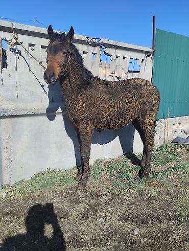 Лошади, кони: Продаю | Жеребенок | Рабочий | Племенные — 3