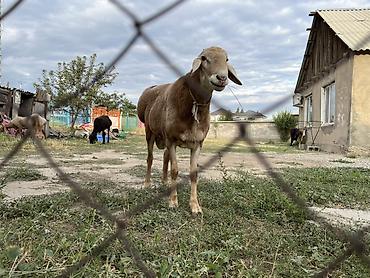 кой сойушка: Продаю | Баран (самец) | Арашан | Для разведения | Племенные — 3