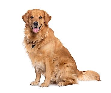 pulsuz it type 1: Golden Retriever – mehriban və ağıllı ailə iti sərgi çempionlarinin — 1