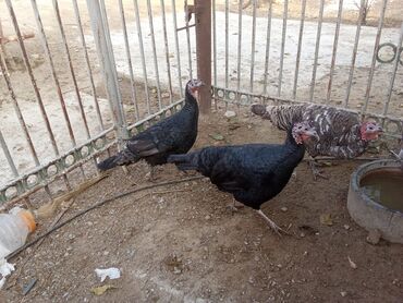 Hinduşka: Hind quşları – qara və boz rəngli - Şəkillərdə görünən sağlam hind -da lalafo.az — 4 Hinduşka: Hind quşları – qara və boz rəngli - Şəkillərdə görünən sağlam hind — 4