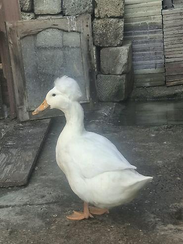 essək səkilləri: Məhsul: Toppuz başlı (crested) ördək – ağ rəng Xüsusiyyətlər: - — 1