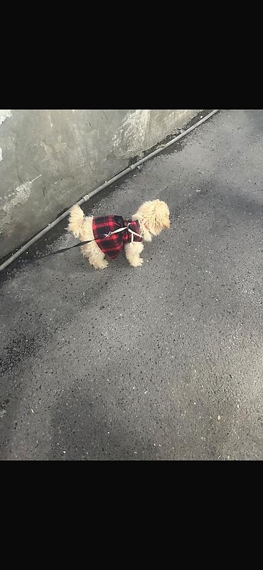 it ucun ev: Pudel, 3 ay, Dişi, Peyvəndli, Ünvandan götürmə, Ödənişli çatdırılma, Rayonlara çatdırılma — 2