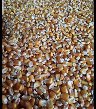 сахар прадаю: Продаю кукурузу оптом
Осталось около 4-5 тонн