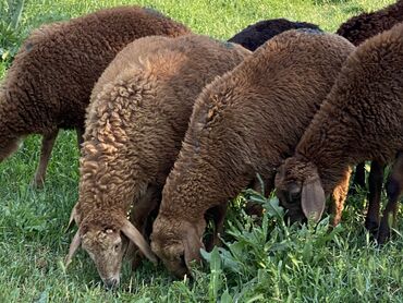 Бараны, овцы: Продаю | Овца (самка), Ягненок, Баран (самец) | Гиссарская, Полукровка, Арашан | Для разведения