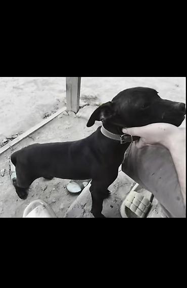 pitbull balaları: Salam satılır tam sağlam amerikan pitbul terrier saf qan erkəy — 1