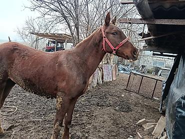 Лошади, кони: Продаю | Жеребенок | Рабочий, Конный спорт — 11