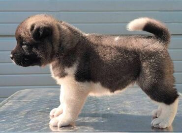 Psi: Američka Akita, štenci Odgajivacnica TOP WINNER PUPPY sa ponosom — 7