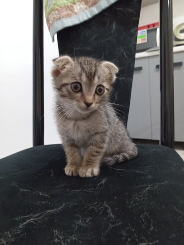 шотландские кошки: Кошка даром: Скотиш Фолд (Шотландская вислоухая), 2 месяца, Девочка