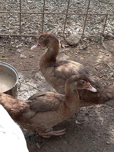 Erkək dişi dilər krasnadar sort qarışıgları var
