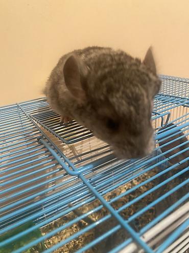 Шиншиллы: ГОТОВЫ К БРОНИРОВАНИЮ 3 ШИНШИЛЛЫ 2 мальчика1 девочка Дата рождения — 2