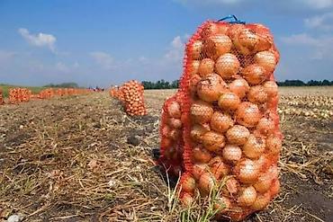 Лук В розницу, Оптом