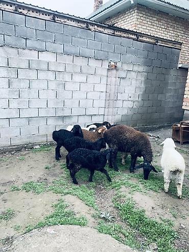 Баран, овца: Продаю | Овца (самка) | Для разведения | Матка — 1