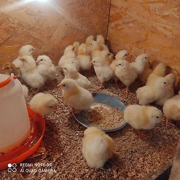 Куры, петухи: Продаю | Цыплята | Кучинская | Для разведения at lalafo.kg — 2 Куры, петухи: Продаю | Цыплята | Кучинская | Для разведения — 2