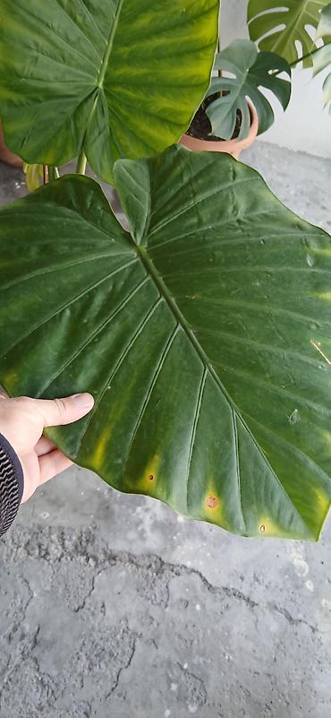bitki guli: Filodendron “Plowmanii” (aroid) – böyük yarpaqlı dekorativ otaq — 2