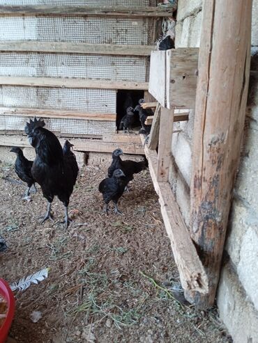 Xoruzlar: Tek 100 ayam zemani cut 200m .qap — 33