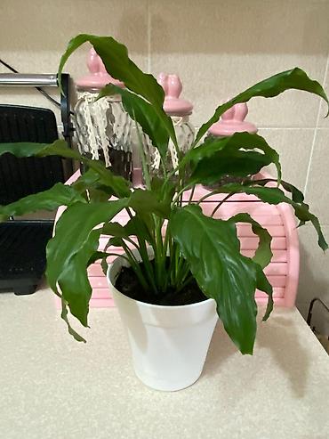 ucuz su: Spathiphyllum (Sülh çiçəyi) – otaq bitkisi, ağ plastik dibçəklə - — 2