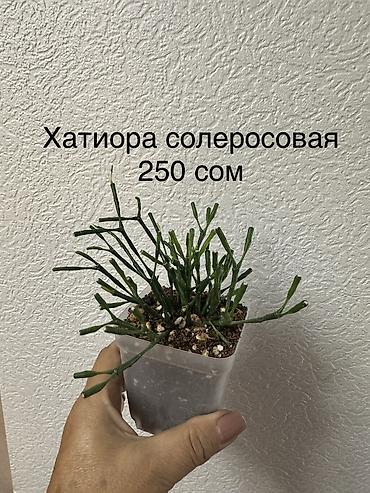 Бөлмө өсүмдүктөрү: Укорененные черенки/отростки. Адрес 8 мкр — 10