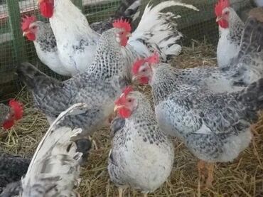 продам кури: Продаются куры борковская борвистая,примерно 70голов, возраст один год