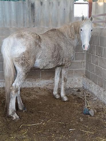 Лошади, кони: Продаю | Кобыла (самка) | Для разведения — 2