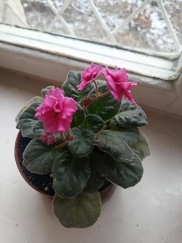 Другие комнатные растения: Элегантное домашнее растение с длинными побегами и глянцевыми зелеными — 2