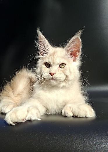 купить бенгальскую кошку: Мейн-кун, 3 месяца, Мальчик, Приучена к лотку — 6