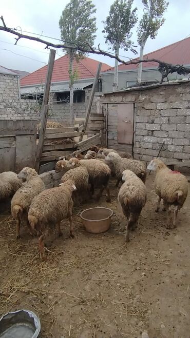 Qoyunlar, qoçlar: Razilasmaq olar — 1