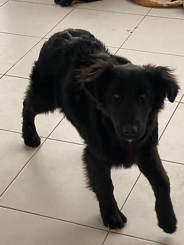 İtlər: 5 ay, Dişi — 1