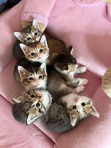 heyvanlara verilən adlar: Ana gold chinchila (long hair) Ata british shorthair 1ay yarimliq — 4