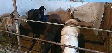 бирки для овец купить: Продаю | Овца (самка) | Для разведения — 1