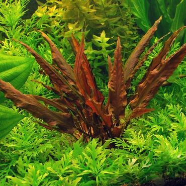 akvarium altlığı: Kriptakarina akvarium bitkisi