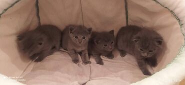 Pişiklər: Britan, Erkək, Dişi — 4