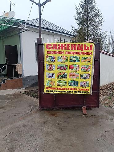 Фрукты и ягоды: Саженцы всех видов — питомник плодово-ягодных культур. Большой — 16