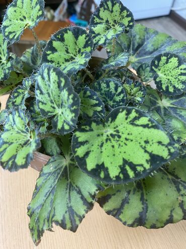 Фикусы: Продаю комнатные цветы, выращенные с душой, ухоженные и здоровые. В — 4