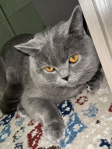 шотландский прямоухий кот: Продаю кота порода скоттиш страйт голубого окраса с документами и