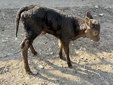 Коровы, быки: Продаю | Музоо, торпок — 3