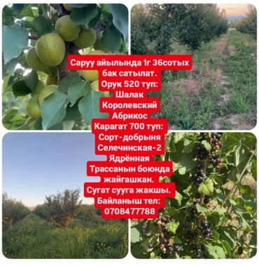 сегментная косилка для мотоблока купить: Продается плодоносящий сад, расположенный в селе Саруу. На участке