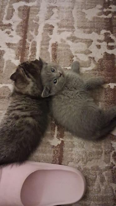 Pişiklər: Şotland — 2