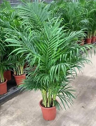 Другие комнатные растения: Комнатное растение с длинными, узкими листьями насыщенного зеленого — 11