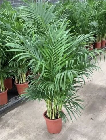 Другие комнатные растения: Пальмы,ДраценыКофейные деревья, и тд. Растения для интерьера — 7