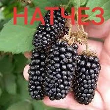 Другие виды семян и саженцев: Натчез Ежевика безшипная Рассада в горшках ЗКС Саженцы в наличии и — 1